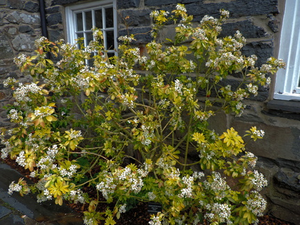 White flowers
