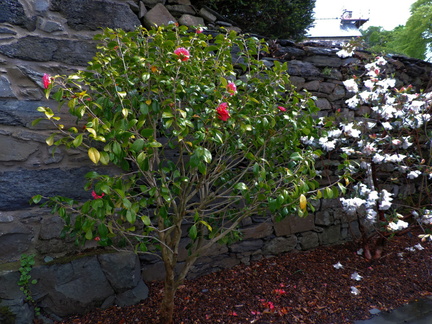 Bushes
