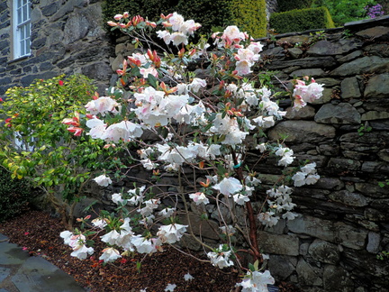 Bushes