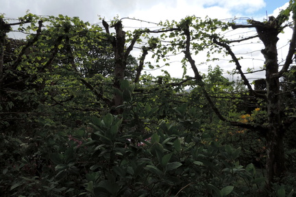 Trained branches