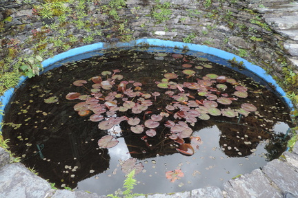 Pond