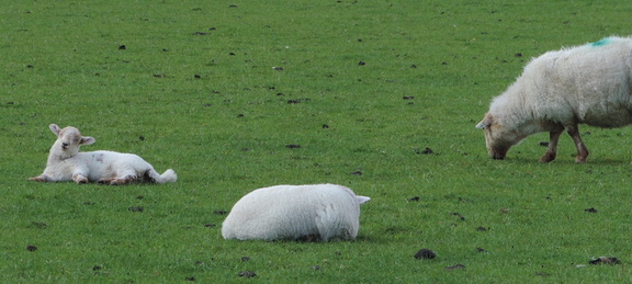 Sheep