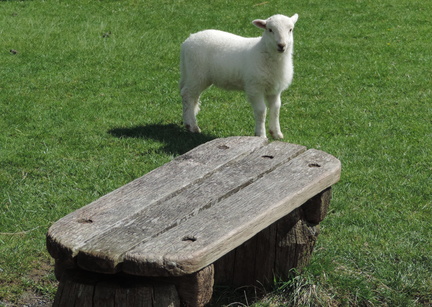 Lamb