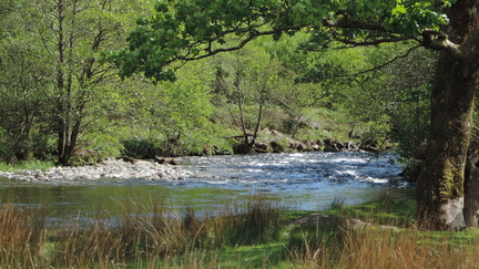 Rapids