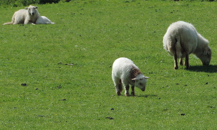 Sheep