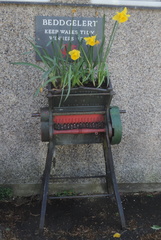 Daffodil shredder
