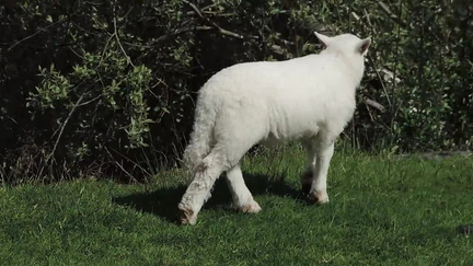 Lamb