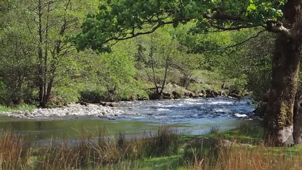 Rapids