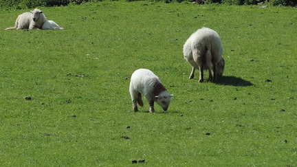35-Sheep