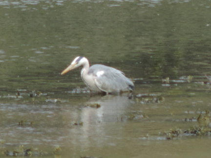 Heron