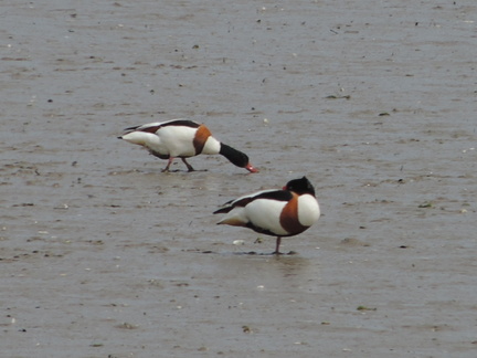 Shell ducks