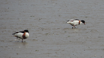 Shell ducks