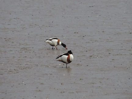 Shell ducks