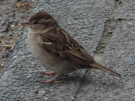 Bird
