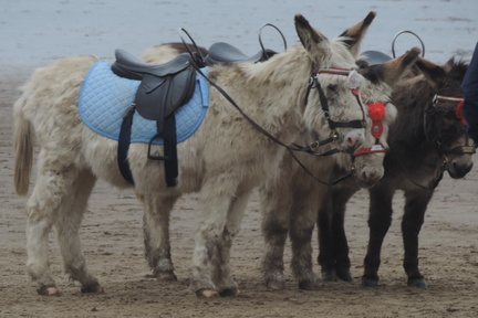 Donkeys