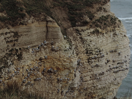 Nesting birds