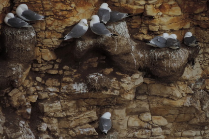 Nesting birds