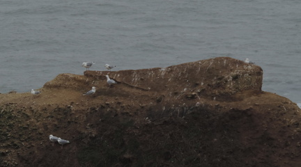 Gulls