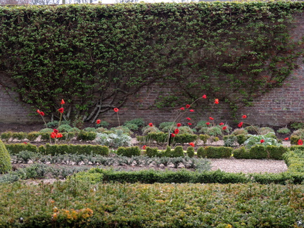 Poppies