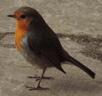 Robin