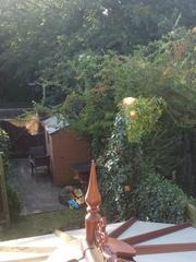 Pruned tree