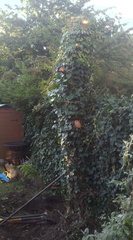 Pruned tree