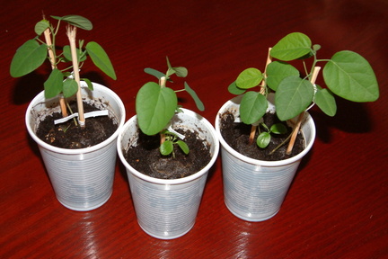 Peat pots