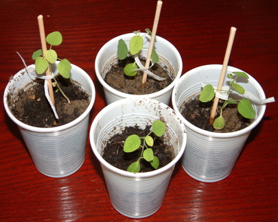 Plants split from one container