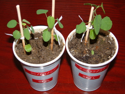 Grown in soil