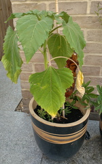 Wilting