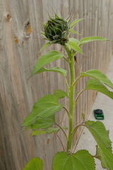 Opening
