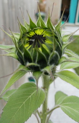 Opening
