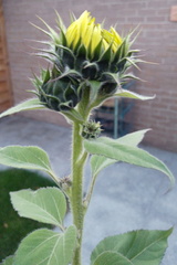 More buds