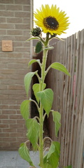 Open flower