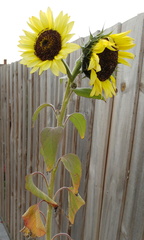 Two flowers