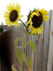 Full flower