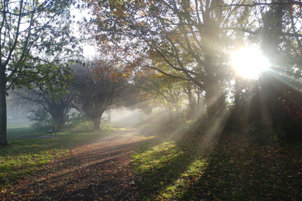 Misty path