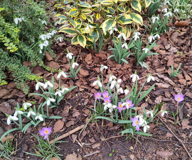 Snowdrops and Crocuses