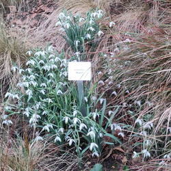 Snowdrops at Anglesey Abbey