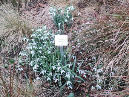 Snowdrops