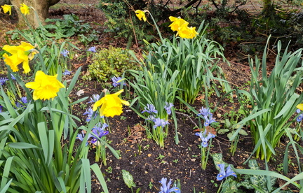 Daffodils and Irises
