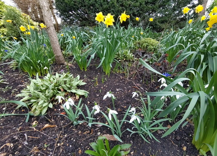 Snowdrops and Daffodils