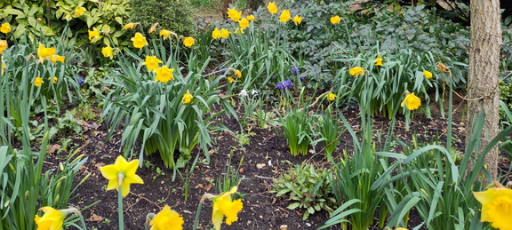 Daffodils, Snowdrops and Irises