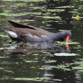Moorhen
