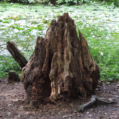 Stump