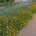 Flower beds