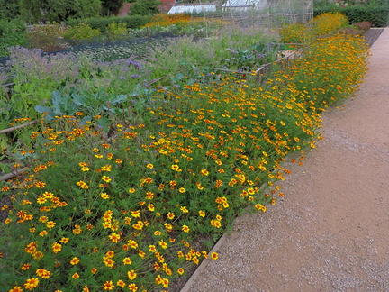 Flower beds