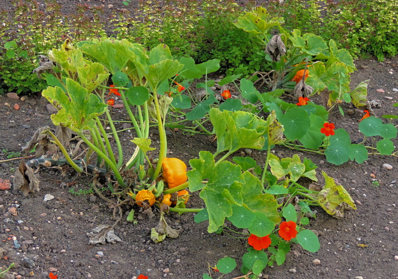 19-Squashes.jpg