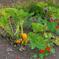 Squashes