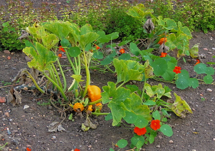 Squashes